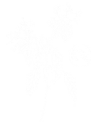 本草养生